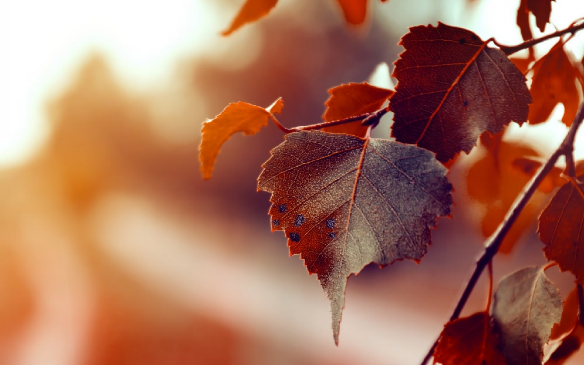 Herbstbild rote Blätter von Baum hängend Nachmittagssonne