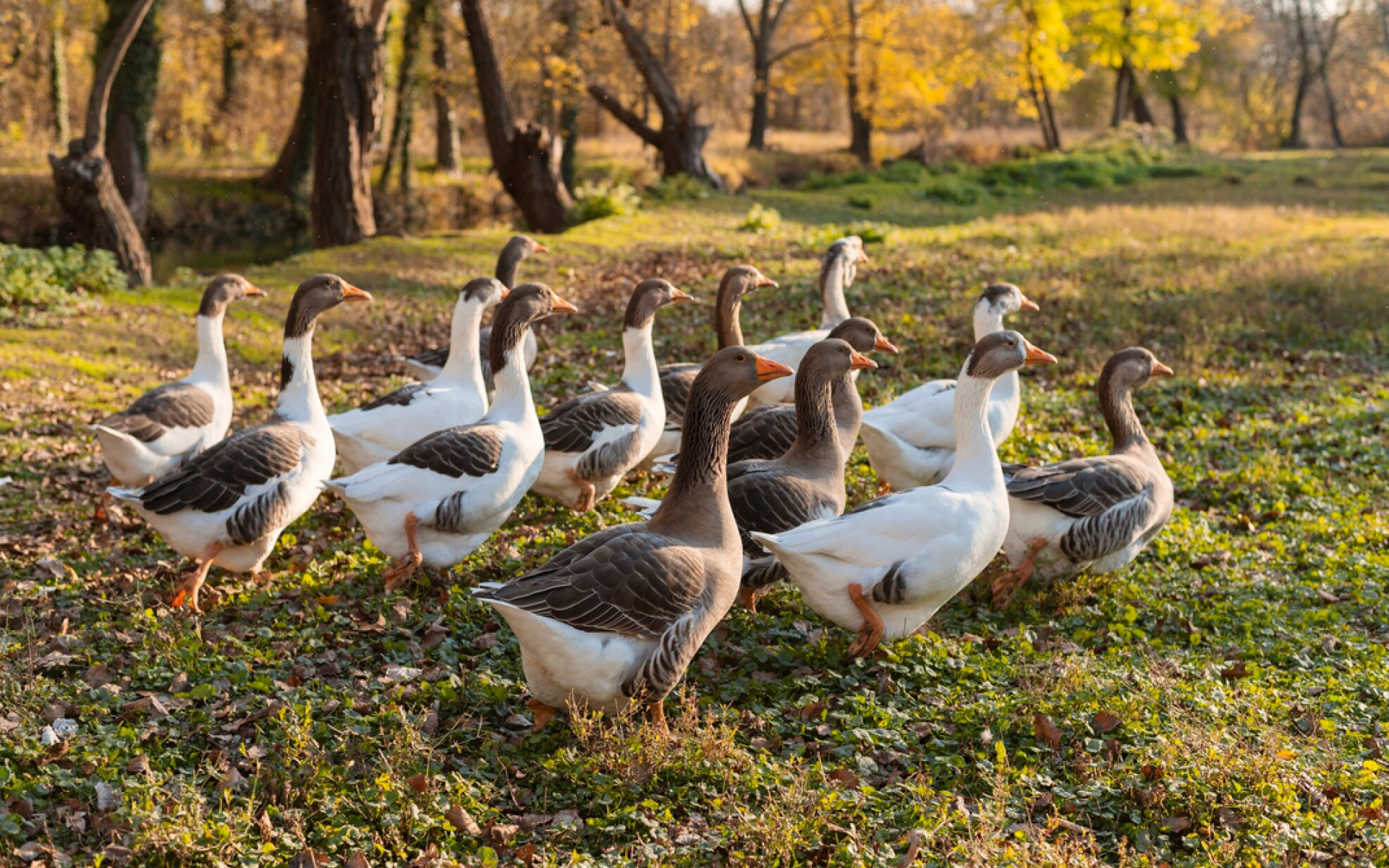 Gänse auf Wiese herbstlich